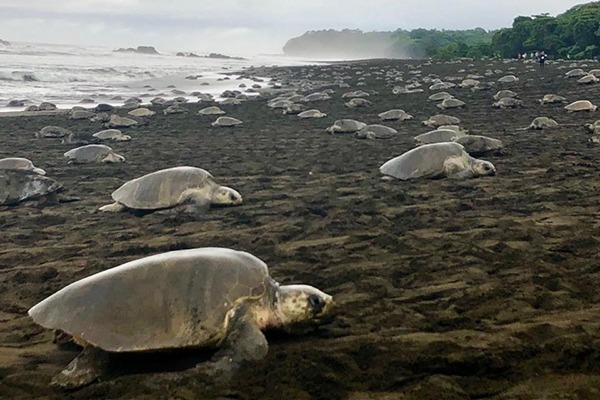 Leatherback turtles at Ostional